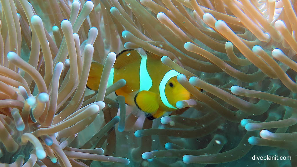 A False Clownfish (Amphiprion ocellaris) in his sea anemone diving Cepor cepor at Belitung Island Bangka Belitung Islands Indonesia by Diveplanit