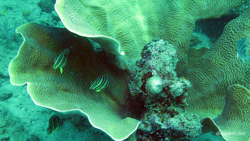 Coralfish exploring plate coral diving Cepor cepor at Belitung Island Bangka Belitung Islands Indonesia by Diveplanit