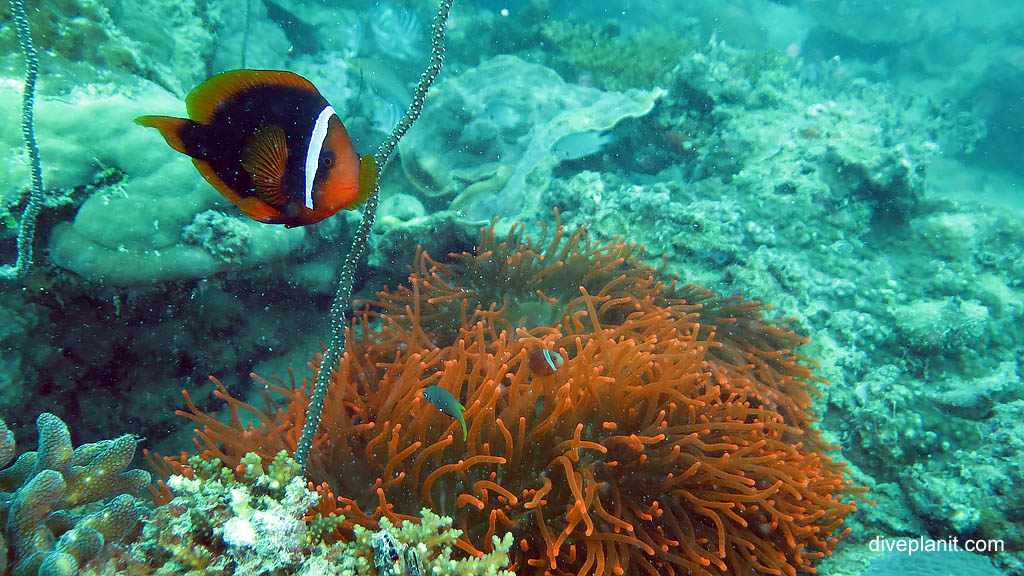 Red and Black anemonefish at Cepor cepor diving Belitung Island Bangka Belitung Islands Indonesia by Diveplanit