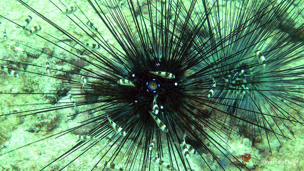 Black Longspine Sea Urchin provides safety for little fish diving Cepor cepor at Belitung Island Bangka Belitung Islands Indonesia by Diveplanit