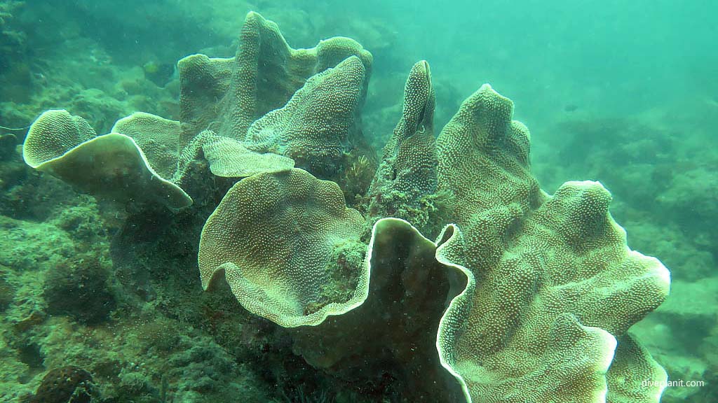 Interesting plate coral diving Cepor cepor at Belitung Island Bangka Belitung Islands Indonesia by Diveplanit