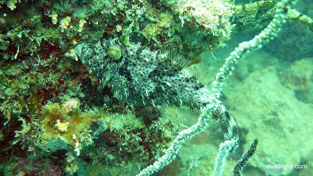 Looks like a leafy filefish diving Cepor cepor at Belitung Island Bangka Belitung Islands Indonesia by Diveplanit