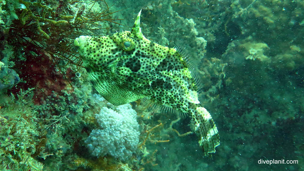 Strapweed filefish diving Cepor cepor at Belitung Island Bangka Belitung Islands Indonesia by Diveplanit