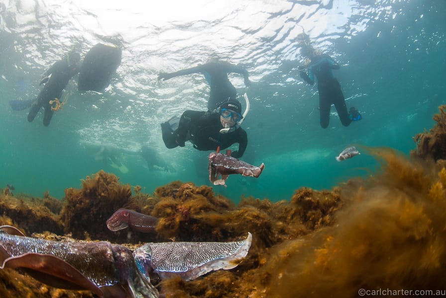 Whyalla's cuttlefish and snorkelers by carlcharter.com.au_3104