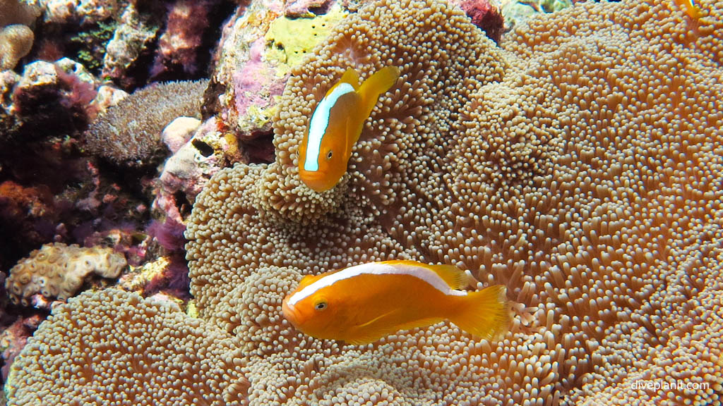 Orange Clownfish anemonefish diving Karumolun Point in the Russell Islands aboard MV Taka Solomon Islands Diveplanit Blog 0606