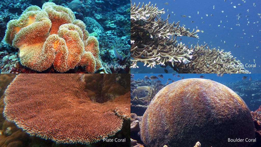 CoralWatch is a citizen science initiative using a simple colour-coded chart to help users survey coral reefs and detect coral beaching in its early stages