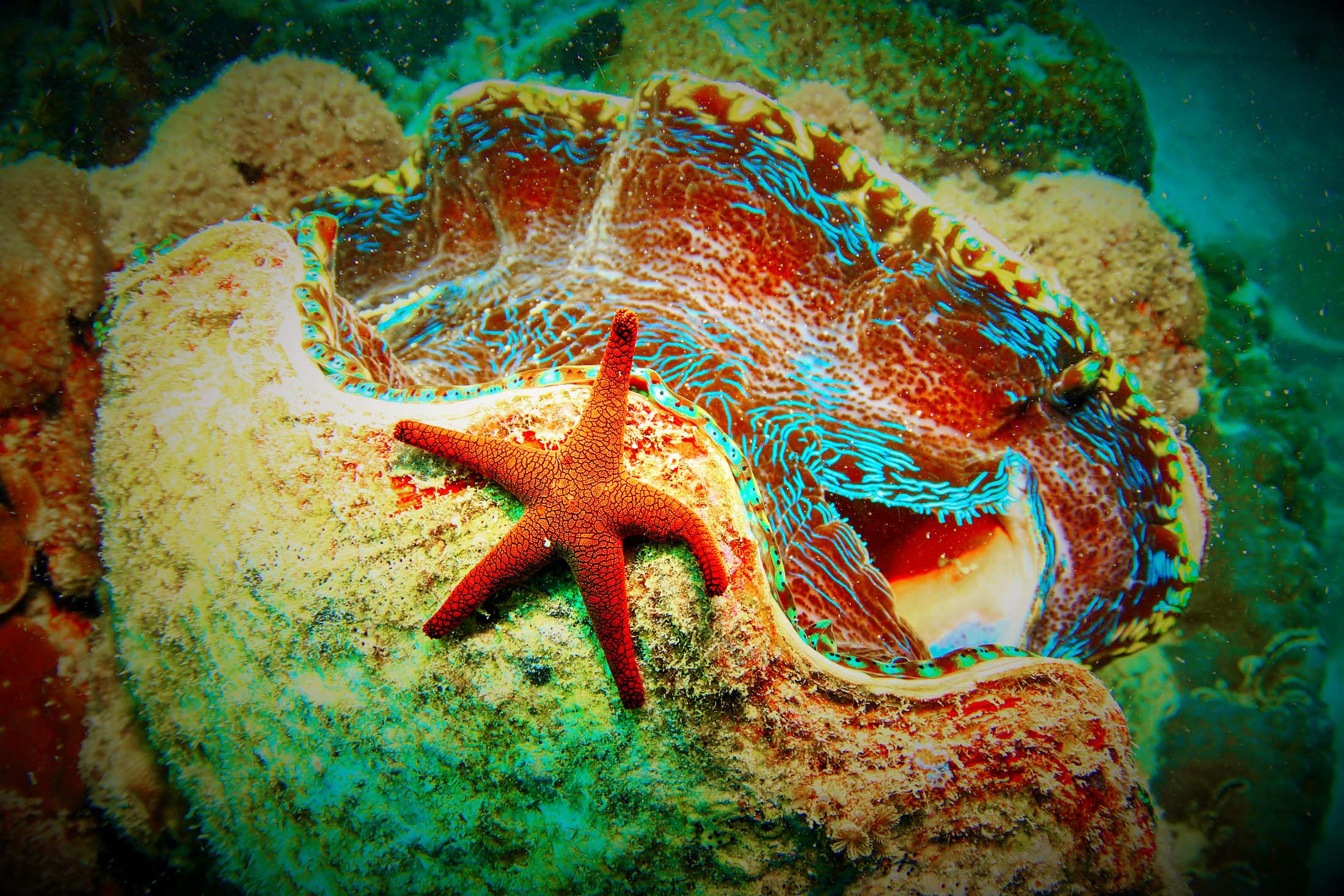 cruise-whitsundays-hardy-reef-2016-sea-star