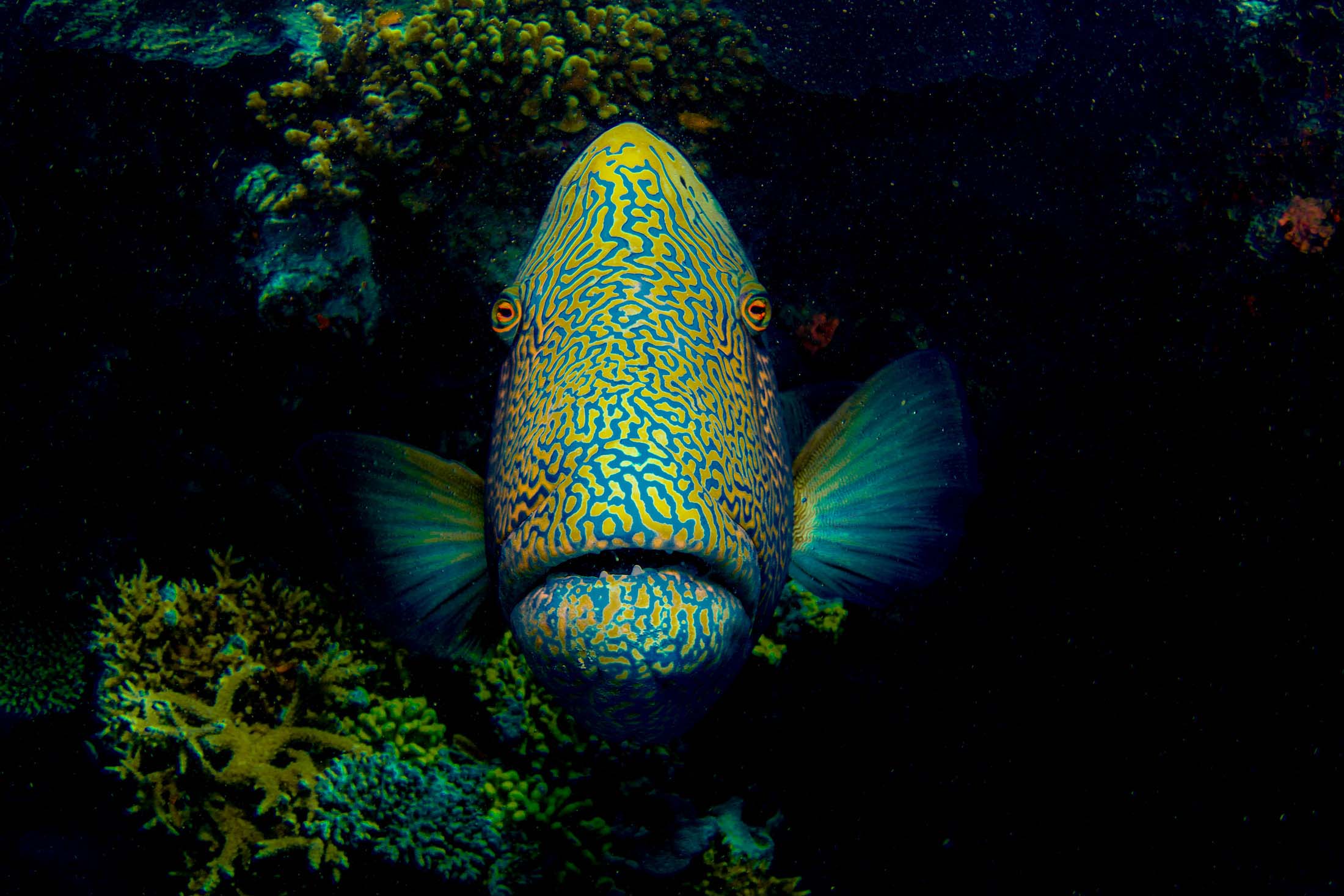 cruise-whitsundays-hardy-reef-2016-groper