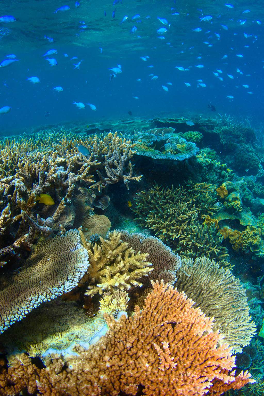 cruise-whitsundays-hardy-reef-2016-healthy-reef