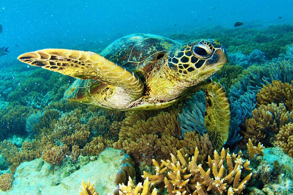 cruise-whitsundays-hardy-reef-2016-turtle