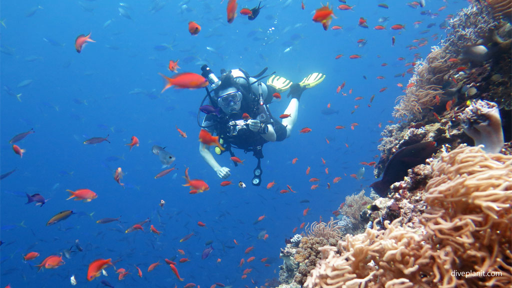 Fiji’s little-known Vatu-I-Ra in the Bligh Passage has some of the best dive sites in Fiji. Easily explored with Ra Divers at Volivoli Beach Resort