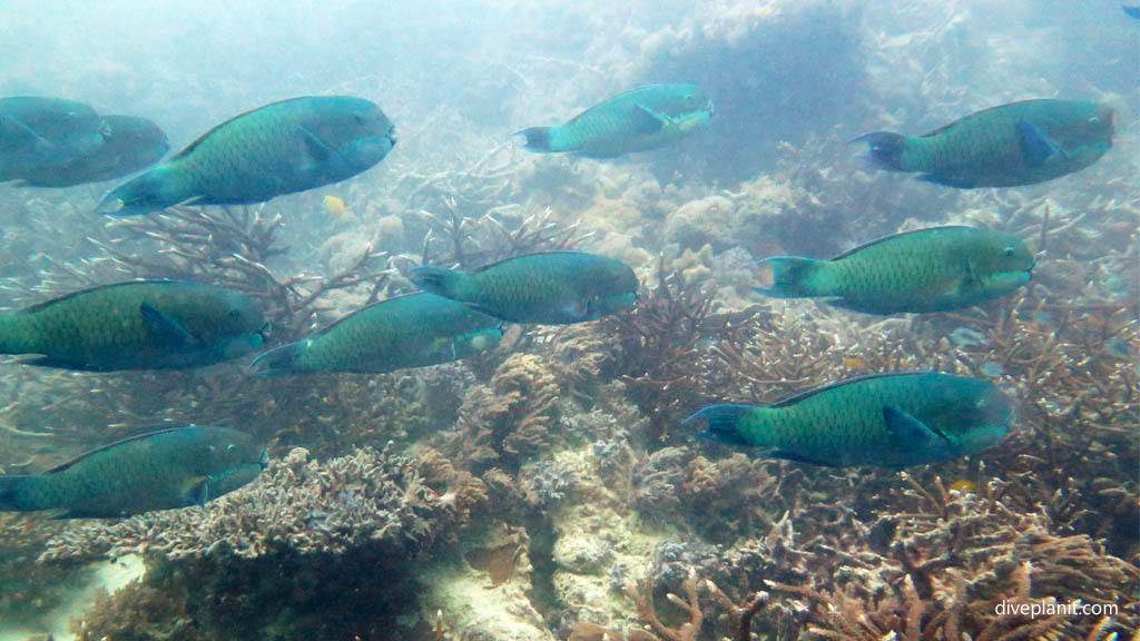Pandemonium of parrotfish scuba diving Whitsundays ReefWorld Pontoon Queensland Australia by Diveplanit