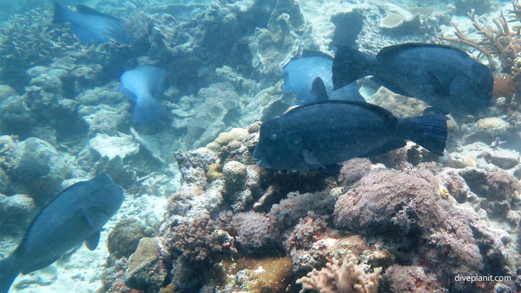 Bumphead parrotfish scuba diving Whitsundays ReefWorld Pontoon Queensland Australia by Diveplanit