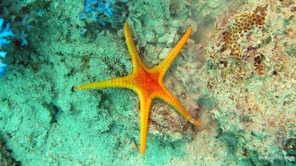 Unknown seastar diving Luncheon Bay Hook Island at Whitsundays Queensland Australia by Diveplanit