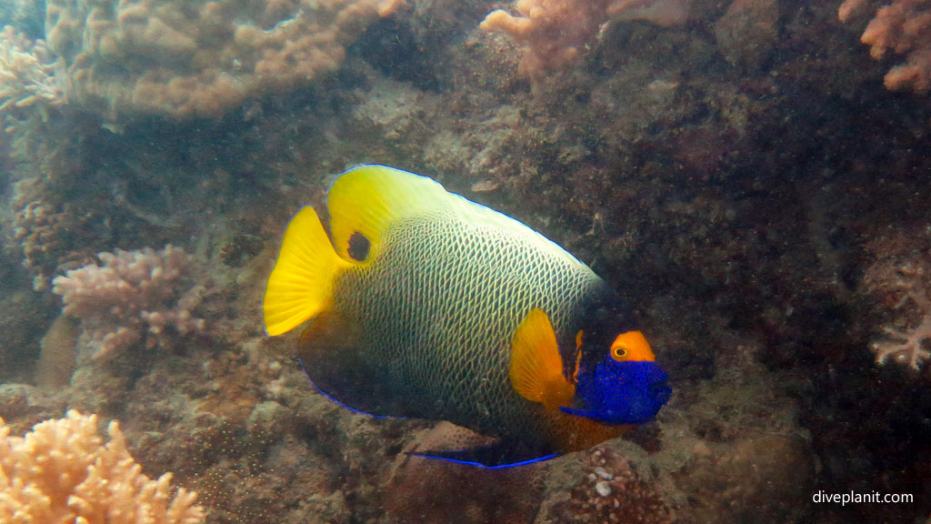 Yellow Mask Angelfish diving Luncheon Bay Hook Island with the Explore Group Hamilton Island at the Whitsundays Queensland Australia by Diveplanit