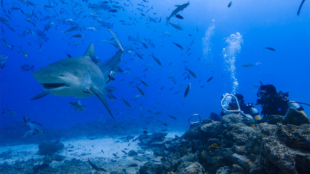 The Awakening Shark Dive, a new shark dive in Fiji’s Yasawa Islands operated by the Barefoot Kuata Island Resort is accessible to divers of all levels