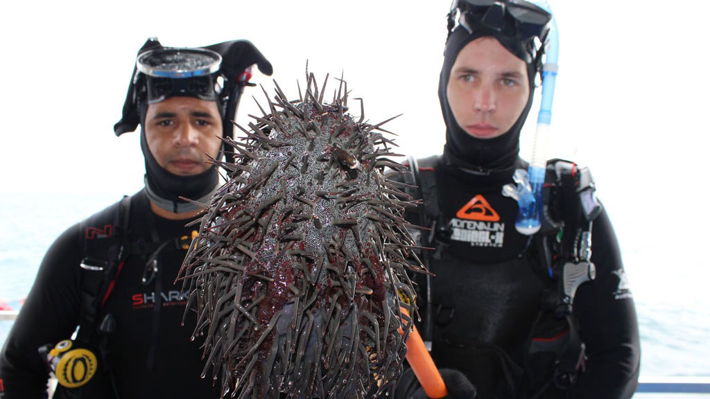 COTSbot a killer robot designed to seek & destroy crown of thorns seastar on the Great Barrier Reef