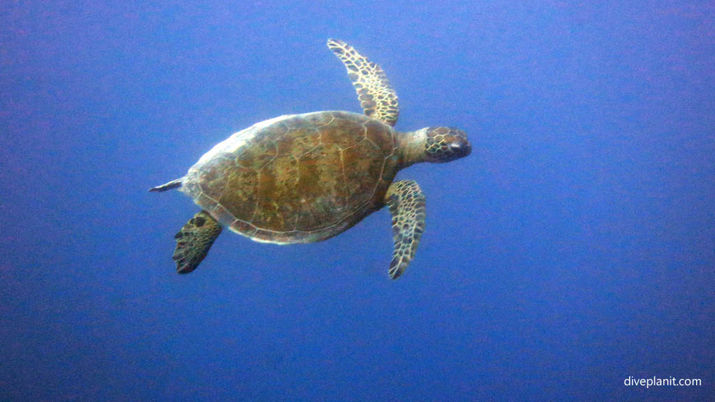 Turtle scuba diving Whitsundays ReefWorld Pontoon Queensland Australia by Diveplanit