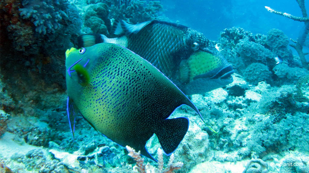 Titan Trigger and Semicircular angelfish scuba diving Whitsundays ReefWorld Pontoon Queensland Australia by Diveplanit