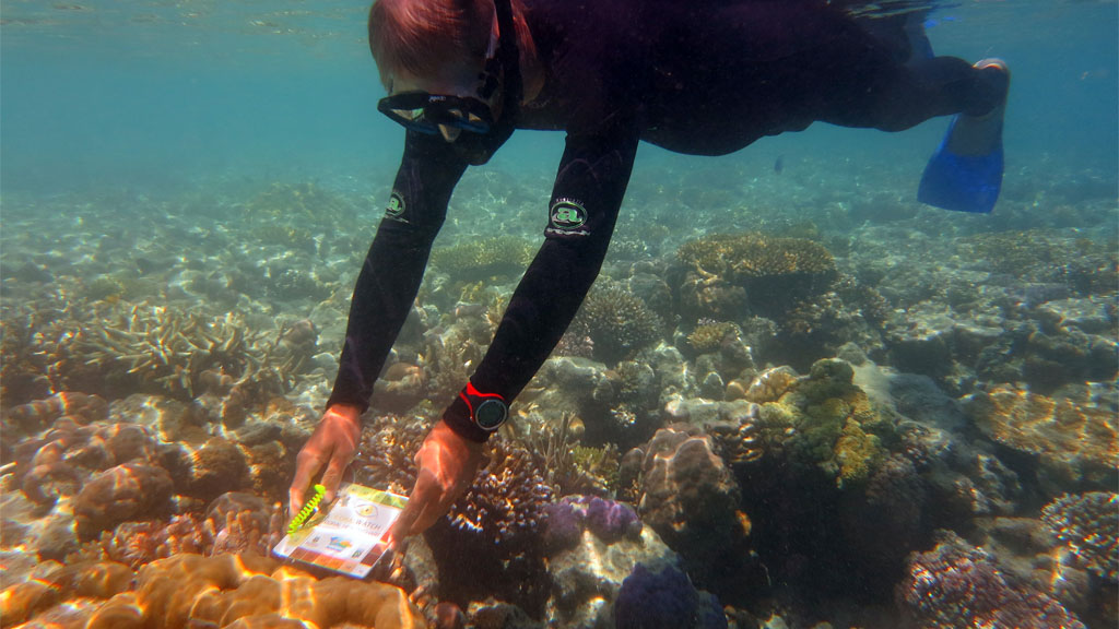 Snorkeller matching using CoralWatch Health Chart diving ReefWorld Pontoon Whitsundays Queensland Australia by Diveplanit
