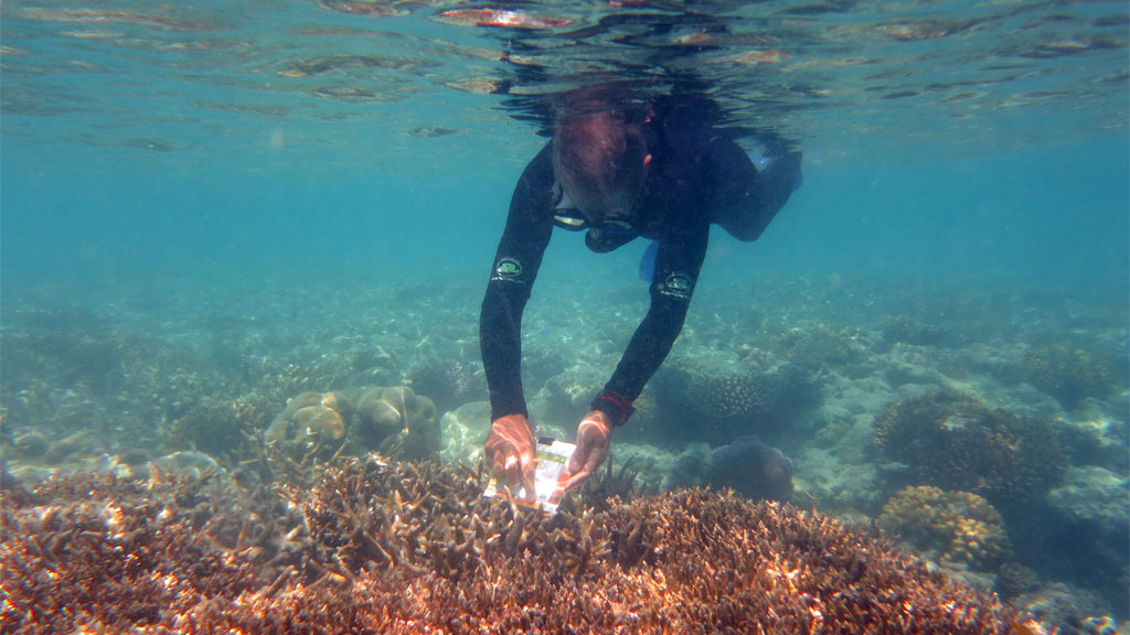 Snorkeller matching staghorn using CoralWatch Health Chart diving ReefWorld Pontoon Whitsundays Queensland Australia by Diveplanit