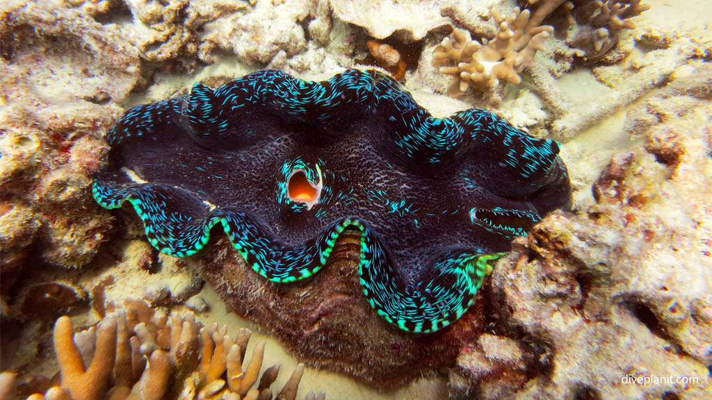 Colourful giant clam scuba diving Whitsundays ReefWorld Pontoon Queensland Australia by Diveplanit