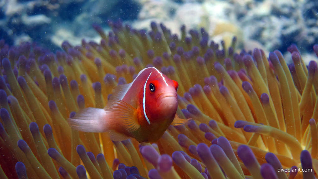 Pink anemonefish scuba diving Whitsundays ReefWorld Pontoon Queensland Australia by Diveplanit
