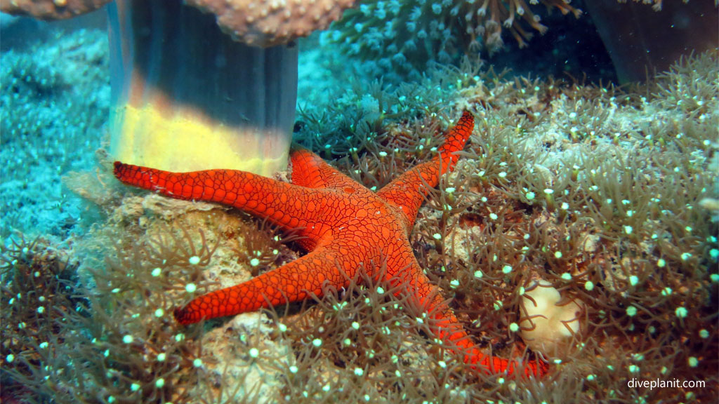Indian Seastar diving Luncheon Bay Hook Island at the Whitsundays Queensland Australia by Diveplanit