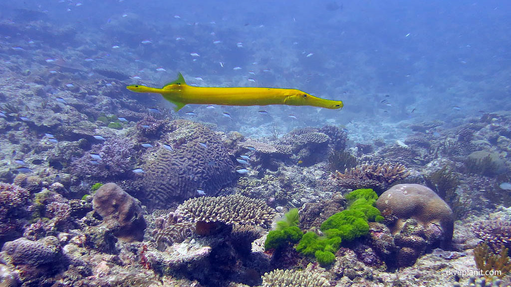 Yellow trumpetfish at Blue Pools Heron Island with Heron Island Dive Shop diving Heron Island Diveplanit 0928