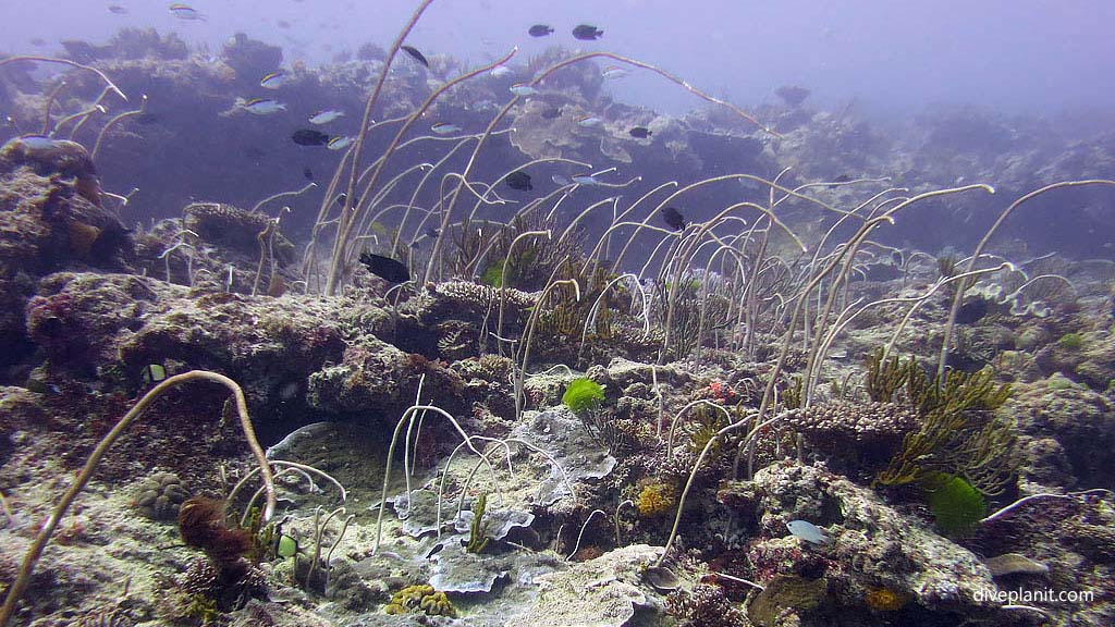 Whip corals at Blue Pools Heron Island with Heron Island Dive Shop diving Heron Island Diveplanit 0935