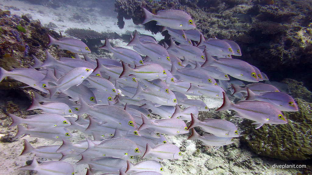 Bigger school of snapper at Blue Pools Heron Island with Heron Island Dive Shop diving Heron Island Diveplanit 0939