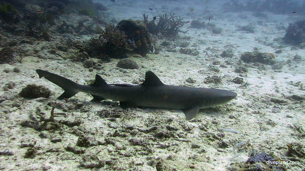 White tip resting at Blue Pools Heron Island with Heron Island Dive Shop diving Heron Island Diveplanit 0941