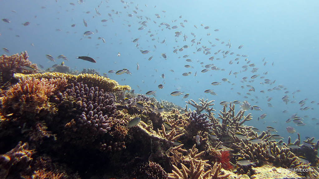 Classic reef shot with yellow-back pullers diving Heron Island Diveplanit 0967