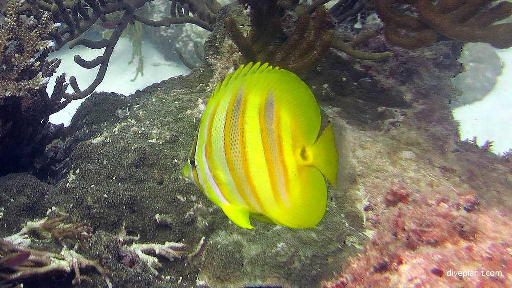 Rainfords Butterflyfish at Tenements Heron Island with Heron Island Dive Shop diving Heron Island Diveplanit 0983