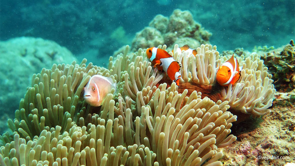 Clowns and a Pink anemonefish diving Permuteran Biorock dive site Pemuteran Bali Indonesia by Diveplanit