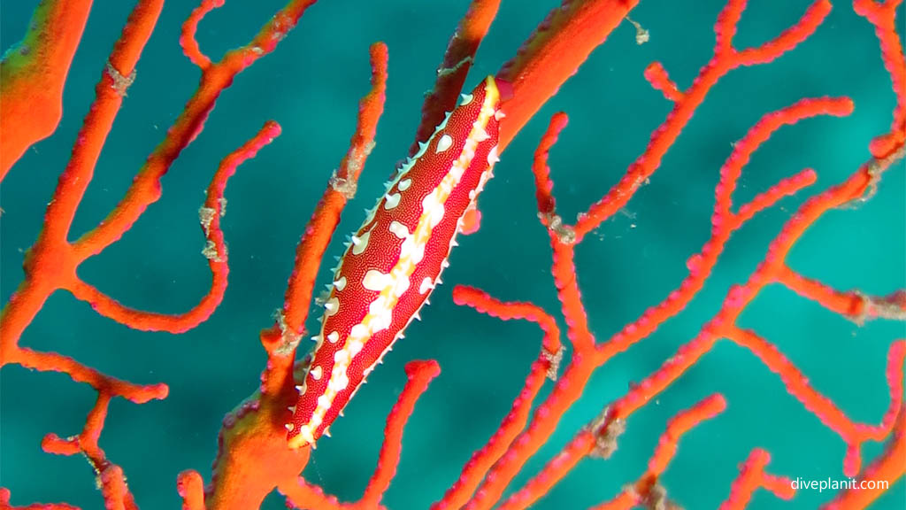 Rosy Spindle Cowrie diving Pemuteran Jetty Pemuteran Bali Indonesia by Diveplanit