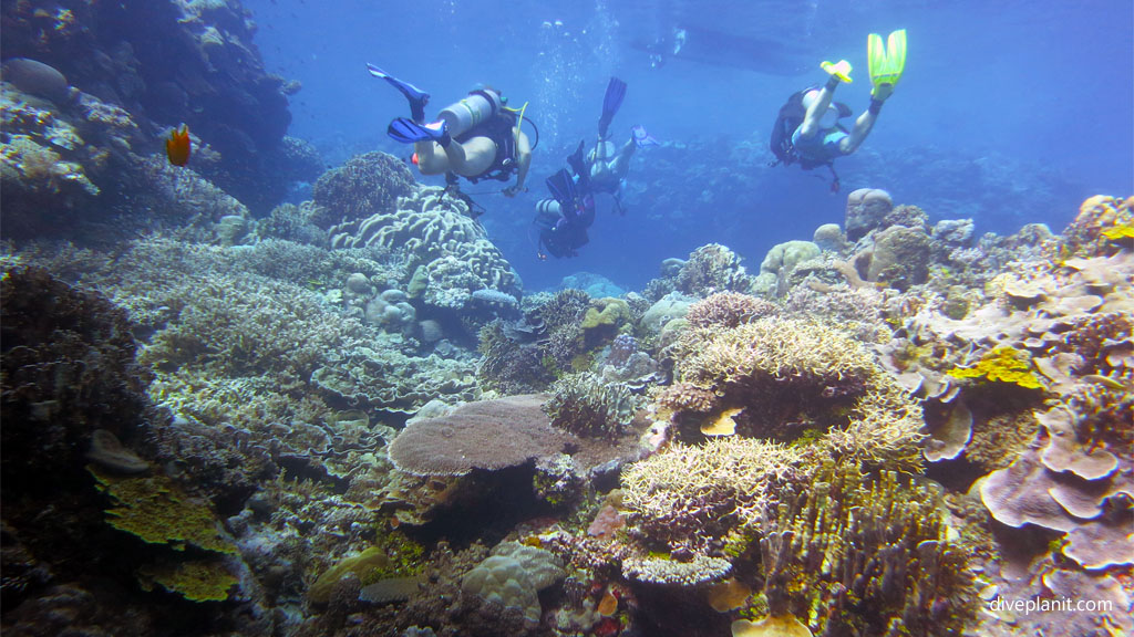There are many dive destinations in the Solomon Islands, which is for you? We list dive places and types of diving they offer: wrecks pelagics & coral reefs