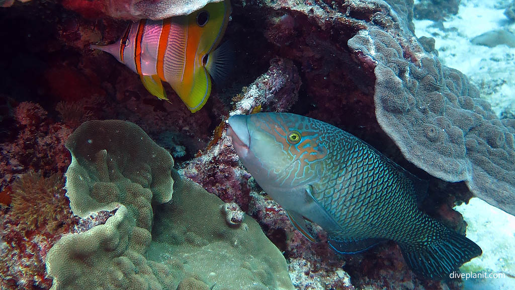 Beaked coralfish being pursued by a thicklip Wrasse at Blue Pools Heron Island with Heron Island Dive Shop diving Heron Island Diveplanit 9112