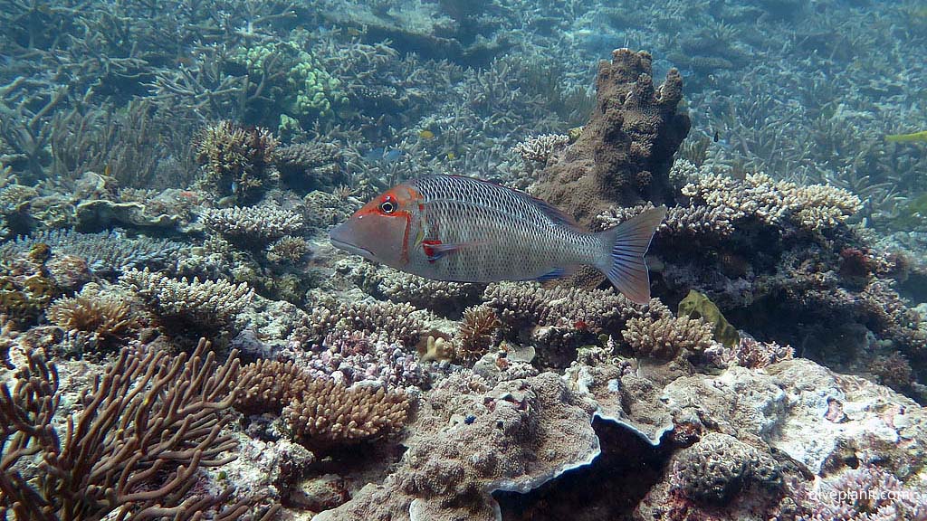 Redthroat emperor at Blue Pools Heron Island with Heron Island Dive Shop diving Heron Island Diveplanit 9116 Fish ID