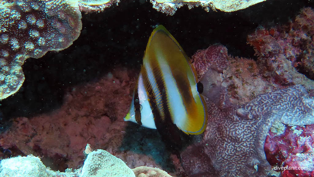 Highfin Coralfish at Blue Pools Heron Island with Heron Island Dive Shop diving Heron Island Diveplanit 9119 Fish ID