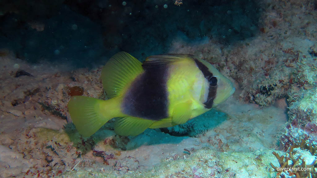 Yellow emperor soapfish at Blue Pools Heron Island with Heron Island Dive Shop diving Heron Island Diveplanit 9122 Fish ID