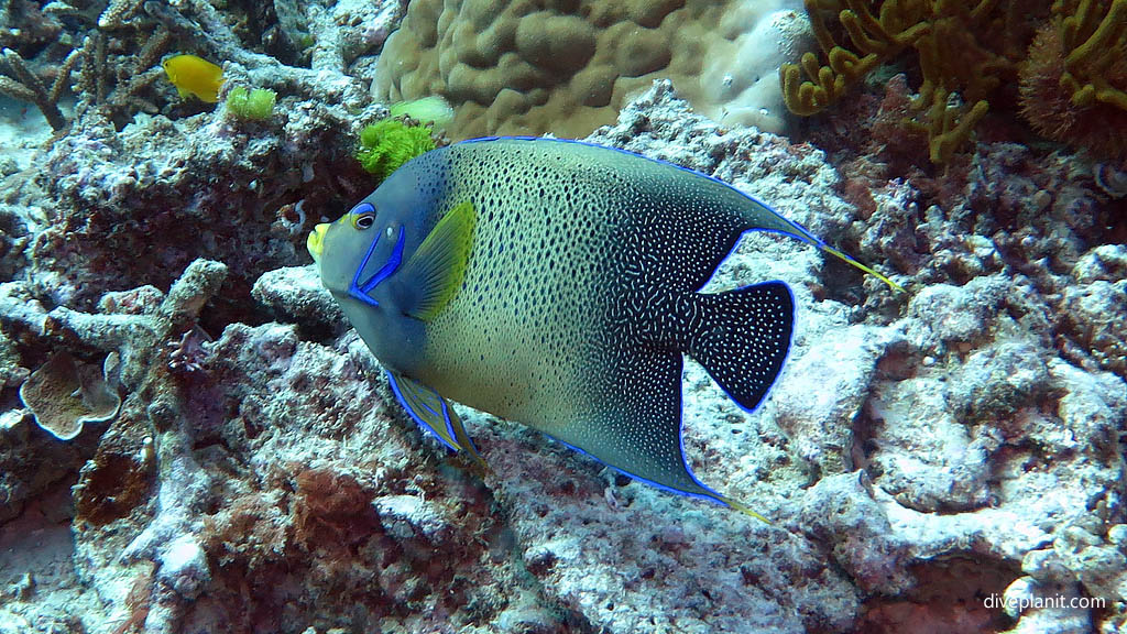 Blue angelfish at Blue Pools Heron Island with Heron Island Dive Shop diving Heron Island Diveplanit 9128