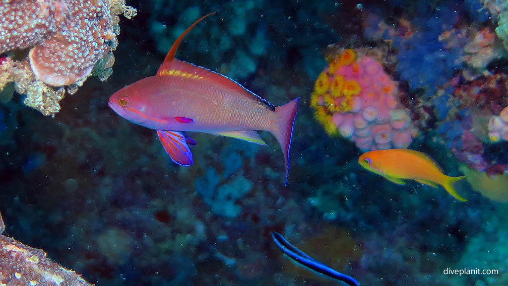 Male Orange Basslet at Blue Pools Heron Island with Heron Island Dive Shop diving Heron Island Diveplanit 9137 Fish ID