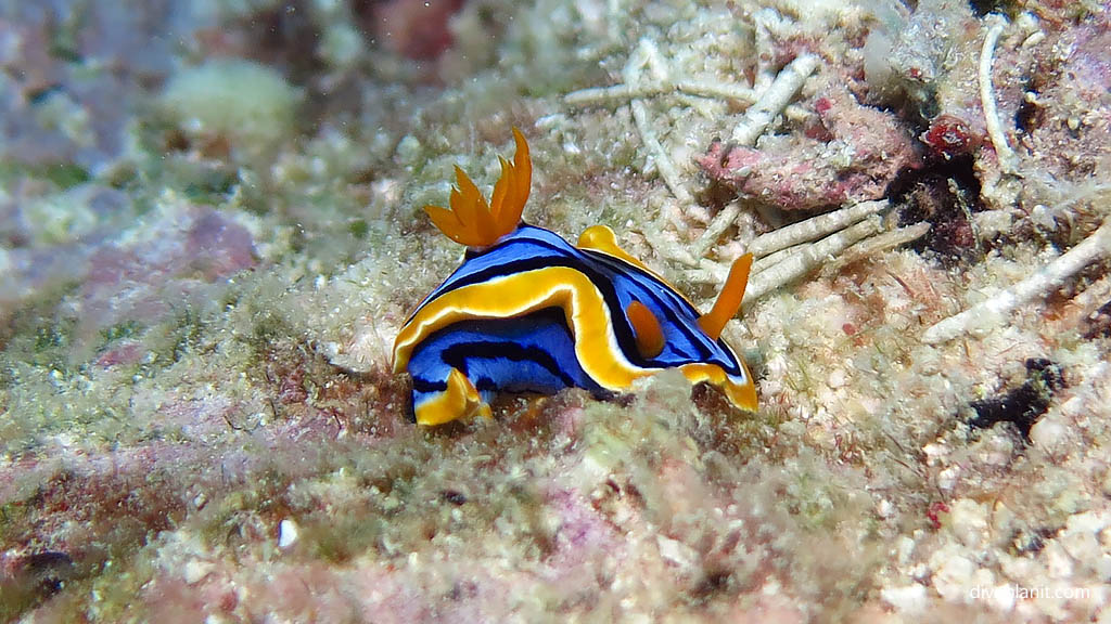 Elizabeths Chromodoris at Blue Pools Heron Island with Heron Island Dive Shop diving Heron Island Diveplanit 9159