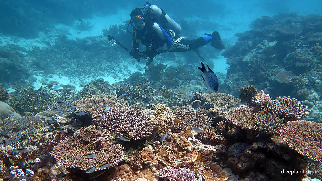 Coral reef in foreground Deb behind at Tenements Heron Island with Heron Island Dive Shop diving Heron Island Diveplanit 9206 Location