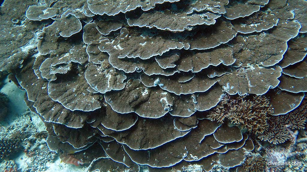 Layers of pancake coral at Tenements Heron Island with Heron Island Dive Shop diving Heron Island Diveplanit 9208