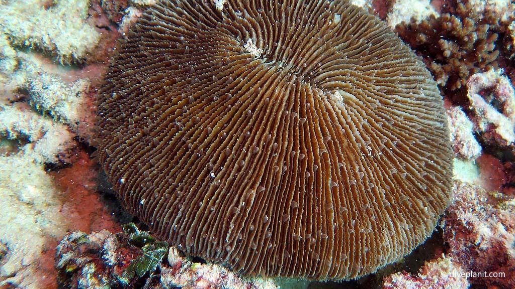 Mushroom coral at Tenements Heron Island with Heron Island Dive Shop diving Heron Island Diveplanit 9213