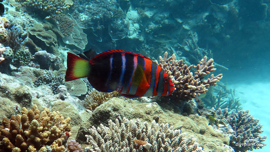 Harlequin Tuskfish at Tenements Heron Island with Heron Island Dive Shop diving Heron Island Diveplanit 9226