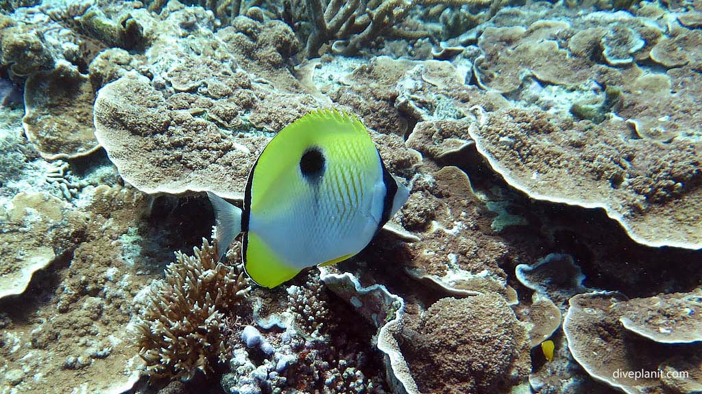 Teardrop butterflyfish at Tenements Heron Island with Heron Island Dive Shop diving Heron Island Diveplanit 9245 Fish ID