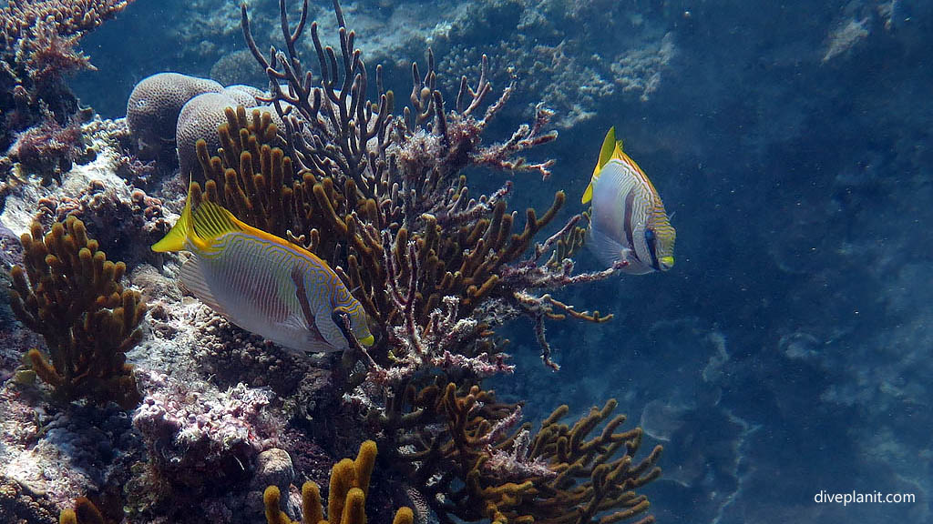 Pair of blue-line rabbitfish at Tenements Heron Island with Heron Island Dive Shop diving Heron Island Diveplanit 9248